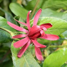 Calycanthus occidentalis - Spice bush