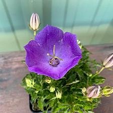 Campanula carpatica 'Rapido Blue' - Tussock bellflower