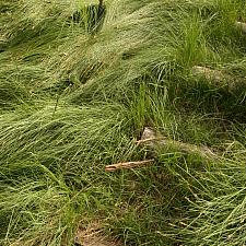 Carex pansa - California meadow sedge