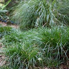 Carex divulsa 'Westfield' - Berkeley sedge