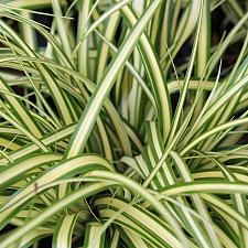 Carex oshimensis ‘Evergold’ - Variegated Japanese sedge