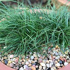 Carex praegracilis 'Chisai' - Fine California Field Sedge