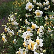 Carpenteria californica ‘Elizabeth’ - Bush anemone