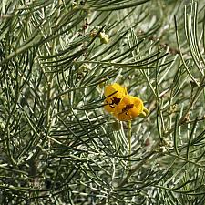 Senna artemisioides - Wormwood cassia