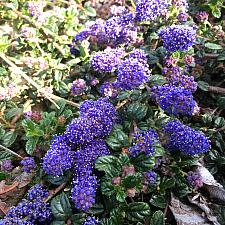 Ceanothus hearstiorum - California lilac