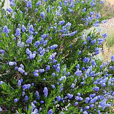 Ceanothus thyrsiflorus ‘Skylark’ - Blue blossom