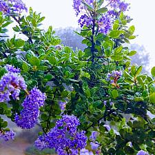 Ceanothus ‘Cynthia Postan’ - California lilac