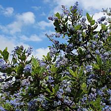 Ceanothus impressus var. nipomensis ‘Mesa Lilac’ - Ceanothus