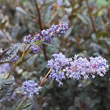 Ceanothus 'Tuxedo' - California lilac