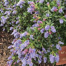 Ceanothus ‘Wheeler Canyon’ - Wild lilac