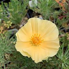 Eschscholzia californica 'Champagne & Roses' - California Poppy