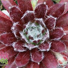 Sempervivum Chick Charms® 'Cosmic Candy™' - Hens and chicks
