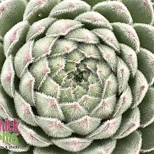 Sempervivum Chick Charms® 'Sugar Shimmer™' - Hens and chicks