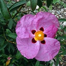 Cistus x purpureus - Orchid rockrose