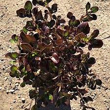 Coprosma repens 'Plum Hussey' - Mirror plant