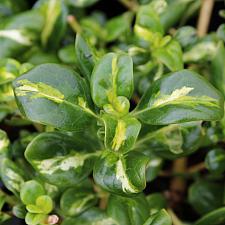 Coprosma repens 'Picturata' - Mirror plant