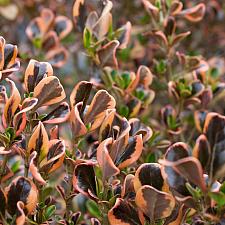 Coprosma repens 'Pink Splendour' - Mirror plant