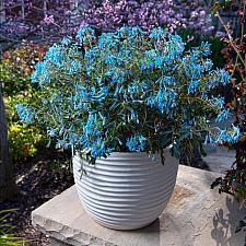 Corydalis flexuosa ‘Porcelain Blue’ - 