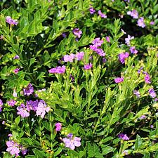 Cuphea hyssopifolia 'Itsy Lilac' - Itsy Bitsy lilac false heather