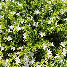 Cuphea hyssopifolia 'Itsy White' - Itsy Bitsy white false heather