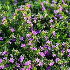 Cuphea hyssopifolia ‘Red Compact’ - Compact false heather