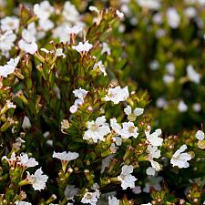 Cuphea hyssopifolia ‘White Whispers’ - White false heather