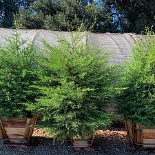 Cupressus sargentii - Sargent cypress