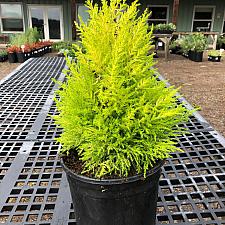 Cupressus macrocarpa 'Goldcrest' - Monterey cypress