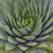 Aloe polyphylla 'Swirl' - Spiral aloe