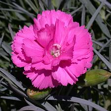Dianthus Scent First® 'Tickled Pink' - Scent First Dianthus