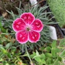 Dianthus gratianapolitanus 'Spotty' - Cheddar pink