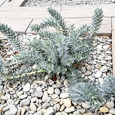Euphorbia myrsinites - Myrtle spurge