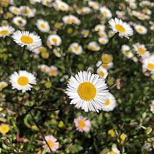 Erigeron karvinskianus - Santa Barbara daisy