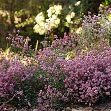 Eriogonum parvifolium - Buckwheat