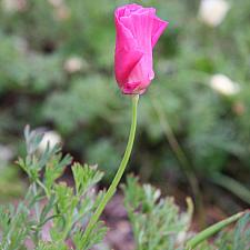Eschscholzia californica 'Rose Chiffon' - California poppy