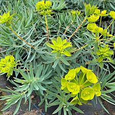 Euphorbia 'Copton Ash' - Copton Ash spurge