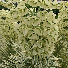 Euphorbia characias 'Tasmanian Tiger' - Spurge