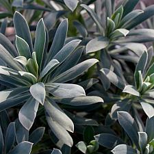 Euphorbia characias 'Blue Velvet' - Spurge