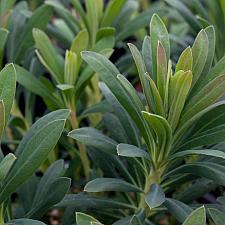 Euphorbia characias ssp. wulfenii - Mediterranean spurge