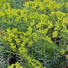Euphorbia 'Dean's Hybrid' - Spurge