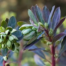 Euphorbia 'Rudolph' - Spurge