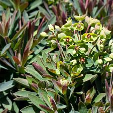 Euphorbia 'Tiny Tim' - Spurge