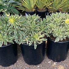 Euphorbia 'Western Hills' - Spurge