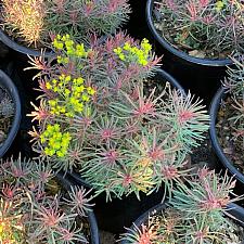 Euphorbia cyparissias ‘Fens Ruby’ - Cypress spurge