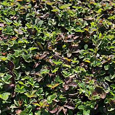 Fragaria vesca californica ‘Montana de Oro’ - Woodland strawberry