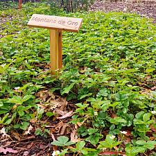 Fragaria vesca ssp. californica ‘Montana de Oro’ - Woodland strawberry