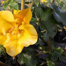 Fremontodendron ‘California Glory’ - Flannel bush