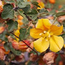 Fremontodendron ‘Ken Taylor’ - Flannel bush