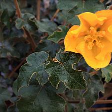 Fremontodendron ‘San Gabriel’ - Flannel bush