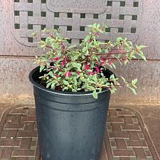 Fuchsia thymifolia 'Variegata' - Variegated thyme-leafed fuchsia